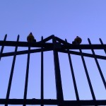 Photo of ducks on top of front gate