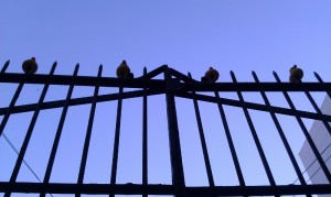 tog_gate_ducks Photo of ducks on top of front gate