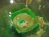 alphaonelabs_cupcake_0015