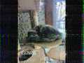 IMG-20250315-WA0003