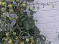 IMG-20250627-WA0032