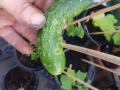 IMG-20210707-WA0029