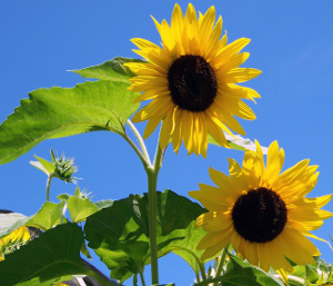 sunflowers