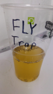 flytrap