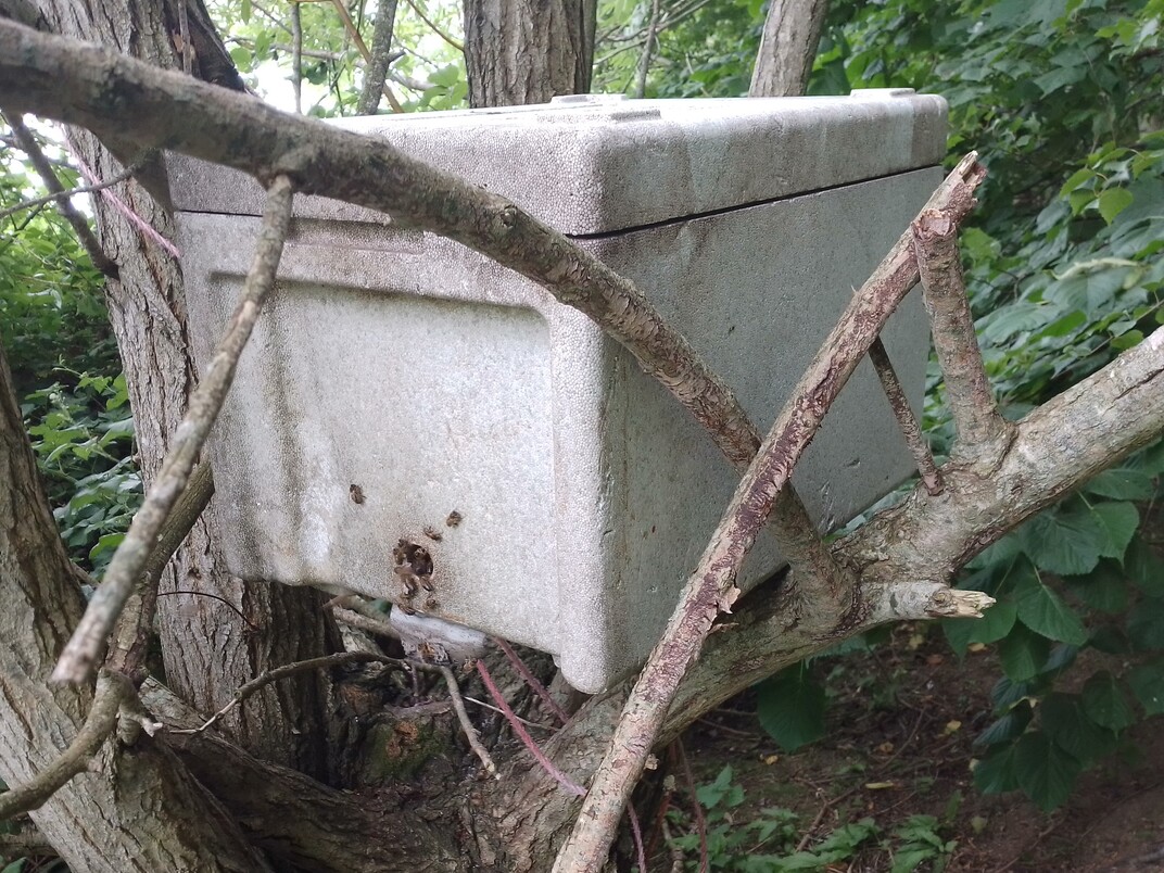 Bee Swarm